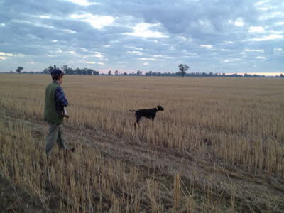 wirehair 015